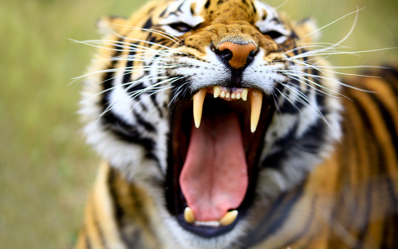 A Tigers Roar!